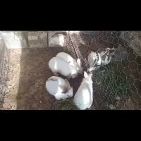 خرگوش بالغ لوپی وجرسی|موش و خرگوش|خواف, |دیوار