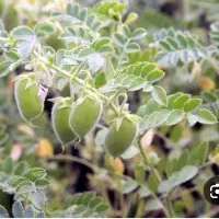 گزین یا آلا .نخود سه یکی .اکیپ میخوام