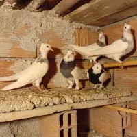 ۵عدد طوقی آس