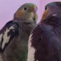 عروس هلندی گمشده|حیوانات|اهواز, کوی فرهنگیان ۱|دیوار