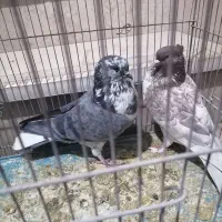 کبوتر کاشونی ساعتی