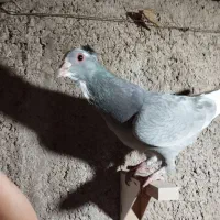 نقره ای پلنگ