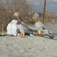 پرنده|پرنده|آبگرم, |دیوار