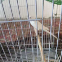 دو عدد مرغ عشق|پرنده|کوهدشت, |دیوار