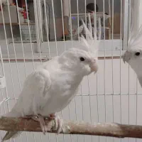 عروس هلندی البینو و وایت فیس