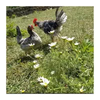 مرغ و خروس گلین لری|حیوانات مزرعه|گرگان, |دیوار