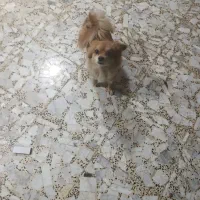 گمشده در درچه