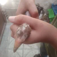جوجه لاری اوشامو