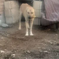 سگ نگهبان|سگ|اهر, |دیوار