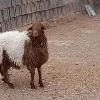 فروش بره نر
