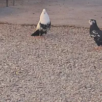 چندتا کبوتر عالی