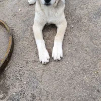 توله میکس هاسکی چشم آبی