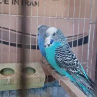 یک جفت مرغ عشق نر و ماده با قفس