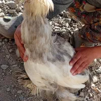 خروس|حیوانات مزرعه|قره ضیاالدین, |دیوار