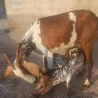 بز شیری درجه یک هیکل درشت دقلوزا کهره نرماده