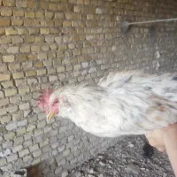 جوجه خروس دورگه گلین لری و محلی|حیوانات مزرعه|یزد, |دیوار