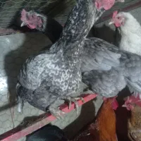 فروش دومرغ لاری اصل رنگ استثنا|حیوانات مزرعه|بانه, |دیوار