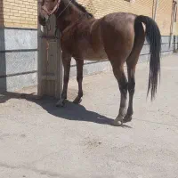 مادیان کورد