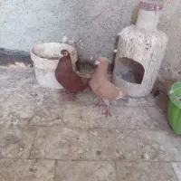 کبوتر قلدر پرشی و جفتگاه