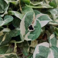 بورس سکه و طلای زیر دو میلیون|جواهرات|گرگان, |دیوار