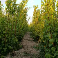 نهالستان تندرو زردآلوعسگرآبادسبزبرپایه آلوچه وحشی|خدمات باغبانی و درختکاری|مرند, |دیوار