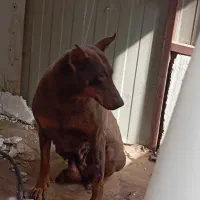 سگ دوبرمن اصیل