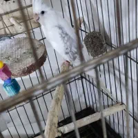 عروس هلندی نر دوکت|پرنده|کرج, حسین آباد (اکبر آباد)|دیوار