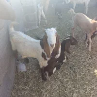 دوتا گیسه پاکستانی قیمت دوتا 15تومن