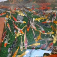 ماهی کوی سوپر باله ، باله بلند، باله کوتاه ،مولد