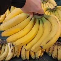 میوه باارسال رایگان در قم|خوردنی و آشامیدنی|قم, ولیعصر|دیوار