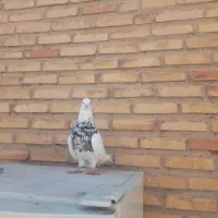 طوقی|پرنده|آغاجاری, |دیوار