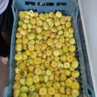 فروش انجیر به روز