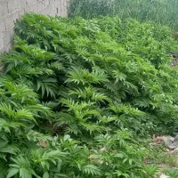 یک قطعه زمین در خیابان ایران