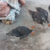 بوقلمون ماده محلی