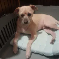 واگذاری رایگان پامرین کراس|سگ|تهران, مسعودیه|دیوار