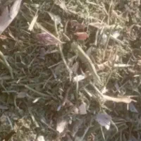 کاه‌لوبیاقرمزخیلی‌سبزوخشک‌تقریبا۵یا۶تن‌