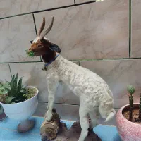 مجسمه|مجسمه، تندیس، ماکت|یاسوج, |دیوار