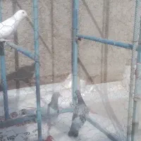 کبوتر  کیلومتری