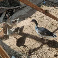 غاز|حیوانات مزرعه|خرمدشت, |دیوار