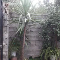 درختچه یوکا