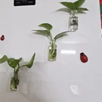 ویال گل