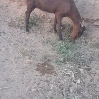 4عدد بز جوان پاکستانی|حیوانات مزرعه|تربتحیدریه, ابوذر|دیوار