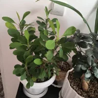 گل خانگی|گل و گیاه طبیعی|بروجرد, |دیوار