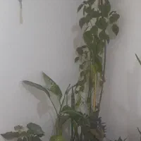 گل و درختچه
