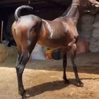 کره اسب درجه یک