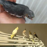 یک جفت عروس هلندی و ۴ عدد جوجه عروس هلندی