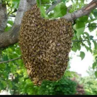 بچه زنبور، باز