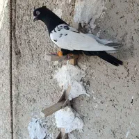 پرنده سینه سیاه کت سفید