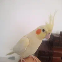 عروس هلندی نر جوان خونگی|پرنده|مشهد, کوثر|دیوار