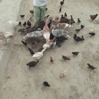 جوجه مرغ